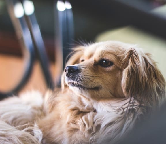 Revere Ridge Apartments For Rent in Spokane Valley, WA